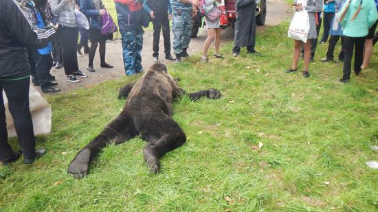 日本一棕熊尸体内发现人体残骸